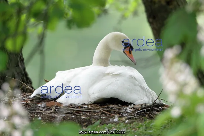 : Mute Swan - adult with gosling at nest : Mute Swan - adult with gosling at nest