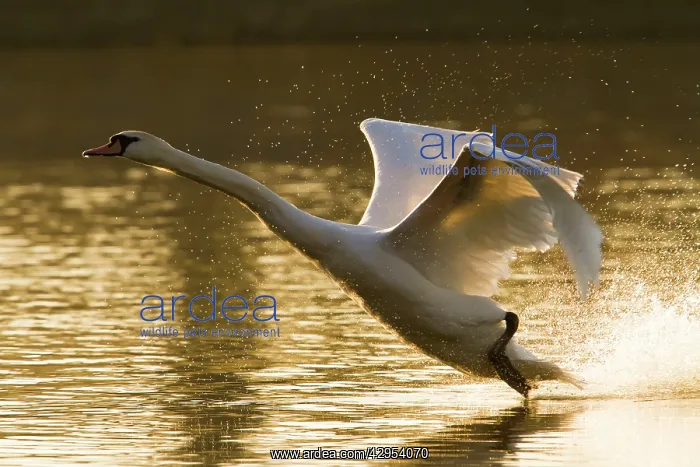 : Mute Swan - adult landing on lake in evening light : Mute Swan - adult landing on lake in evening light