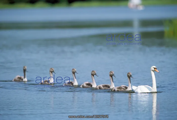 : Mute Swan - adult and line of cygnets : Mute Swan - adult and line of cygnets