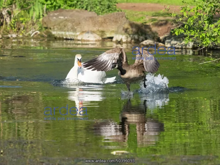 : Mute swan, adult male or cob, in its breeding territory : Mute swan, adult male or cob, in its breeding territory