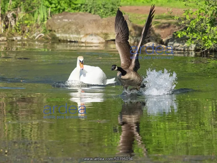 : Mute swan, adult male or cob, in its breeding territory : Mute swan, adult male or cob, in its breeding territory