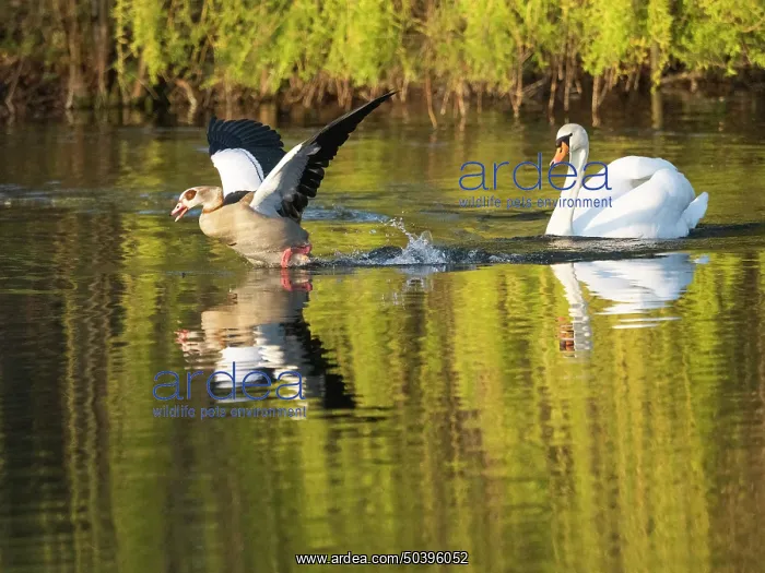 : Mute swan, adult male or cob, harrasing an Egyptian male goose (Alopochen aegyptiaca) : Mute swan, adult male or cob, harrasing an Egyptian male goose (Alopochen aegyptiaca)