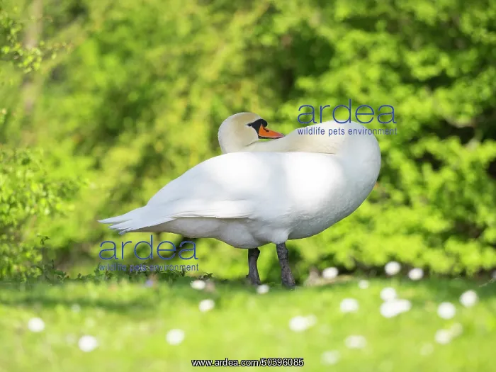 : Mute swan, adult male or cob, preening itself on park green : Mute swan, adult male or cob, preening itself on park green