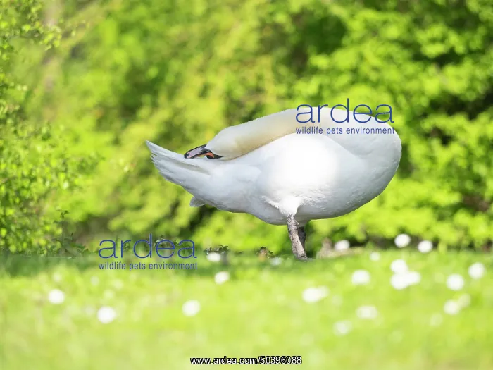 : Mute swan, adult male or cob, preening itself on park green : Mute swan, adult male or cob, preening itself on park green