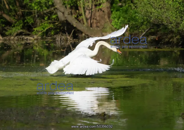 : Mute swan, adult male or cob, racing across a lake's surface : Mute swan, adult male or cob, racing across a lake's surface