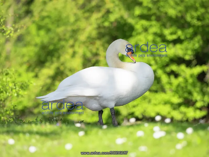 : Mute swan, adult male or cob, resting on park green : Mute swan, adult male or cob, resting on park green