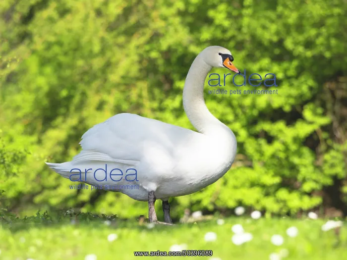 : Mute swan, adult male or cob, resting on park green : Mute swan, adult male or cob, resting on park green