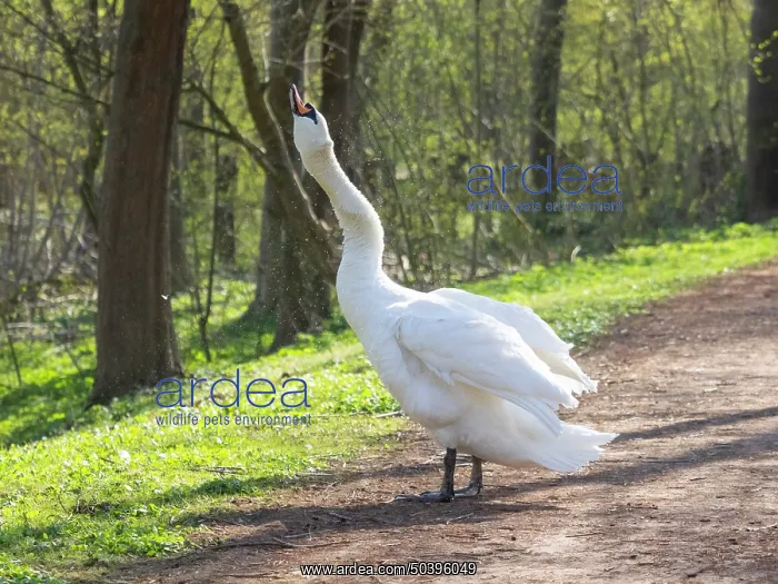  : Mute swan, adult male or cob, standing on a path in a park