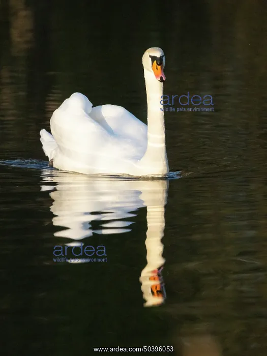 : Mute swan, adult male or cob, swimming across a lake : Mute swan, adult male or cob, swimming across a lake