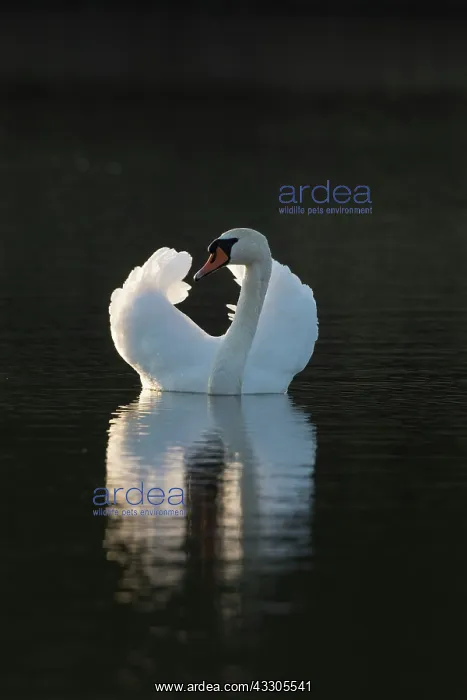 : Mute Swan - adult male swimming in aggressive posture : Mute Swan - adult male swimming in aggressive posture