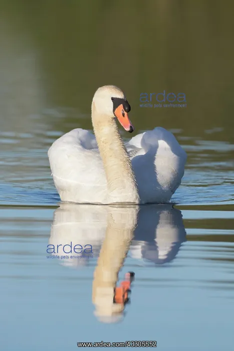 : Mute Swan - adult male swimming in aggressive posture : Mute Swan - adult male swimming in aggressive posture