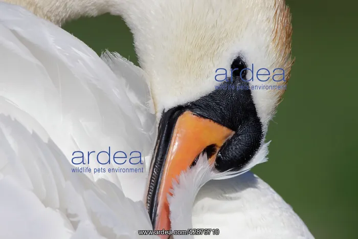 : Mute Swan - adult preening : Mute Swan - adult preening