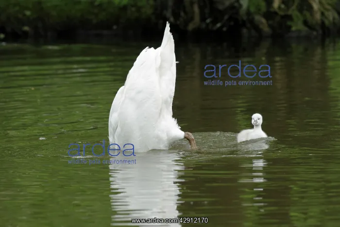 : Mute Swan - adult upending with cygnet on lake : Mute Swan - adult upending with cygnet on lake