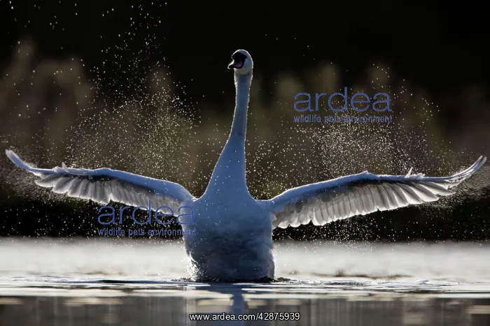 : Mute Swan - adult wing-flapping after preening : Mute Swan - adult wing-flapping after preening