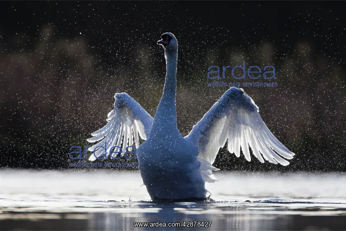 : Mute Swan - adult wing-flapping after preening : Mute Swan - adult wing-flapping after preening