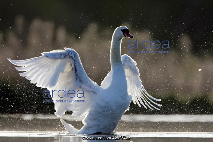 : Mute Swan - adult wing-flapping after preening : Mute Swan - adult wing-flapping after preening