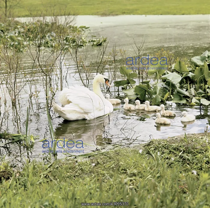 : Mute Swan adult with young (Cygnus olor) : Mute Swan adult with young (Cygnus olor)