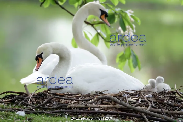 : Mute Swan - adults with two cygnets at nest : Mute Swan - adults with two cygnets at nest