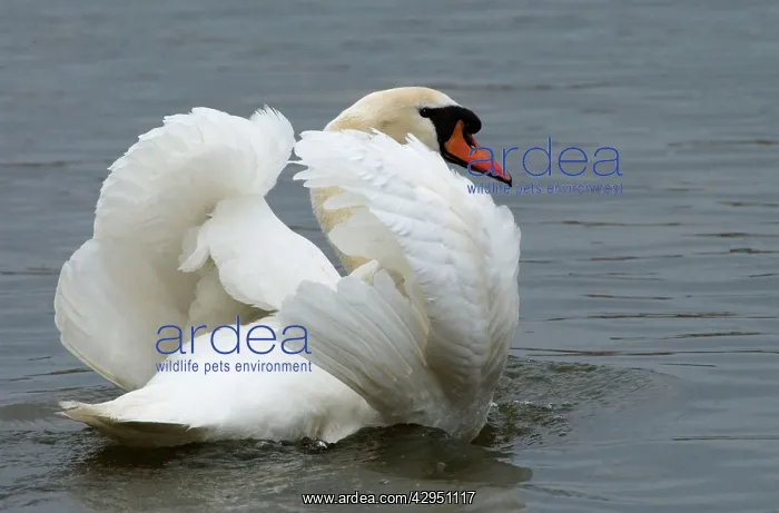 : Mute Swan - in aggresive pose : Mute Swan - in aggresive pose