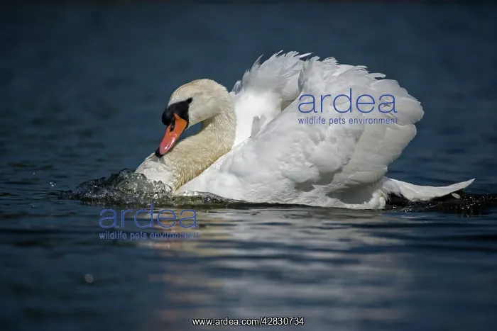  : Mute Swan - Aggressive Display