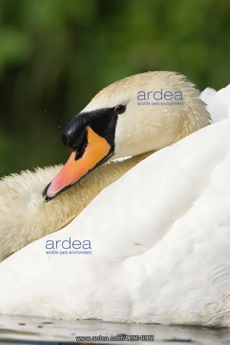 : Mute Swan - In an aggressive display posture : Mute Swan - In an aggressive display posture