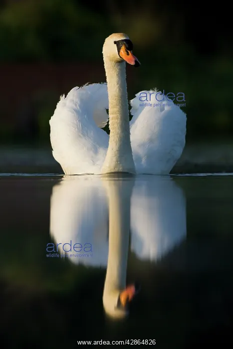 : Mute Swan - In an aggressive display posture : Mute Swan - In an aggressive display posture