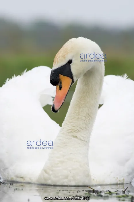 : Mute Swan - In aggressive pose : Mute Swan - In aggressive pose