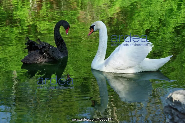 : Mute Swan and Australian Black Swan : Mute Swan and Australian Black Swan