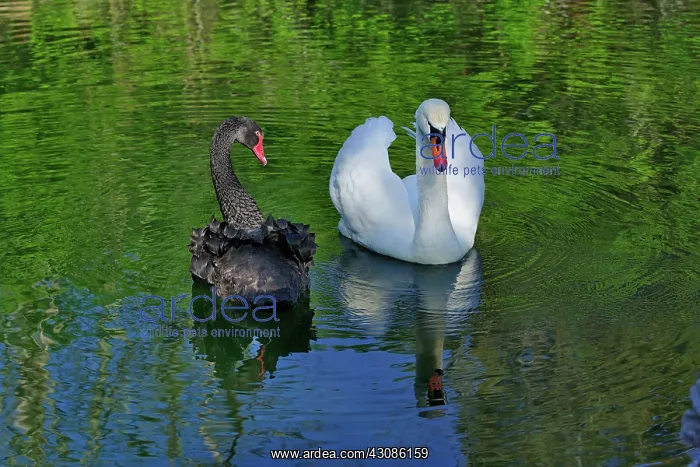 : Mute Swan and Australian Black Swan : Mute Swan and Australian Black Swan