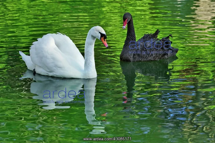 : Mute Swan and Australian Black Swan : Mute Swan and Australian Black Swan