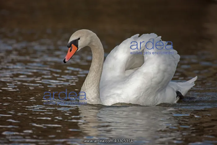 : Mute Swan - busking behaviour : Mute Swan - busking behaviour