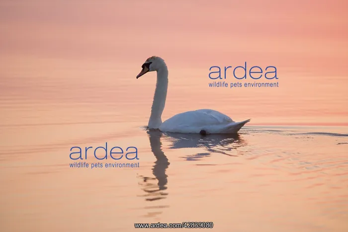 : Mute Swan - on calm water at sunrise : Mute Swan - on calm water at sunrise