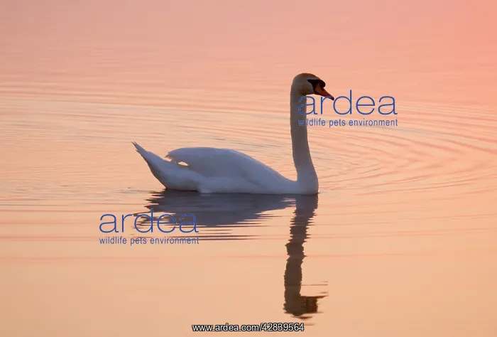 : Mute Swan - on calm water at sunrise : Mute Swan - on calm water at sunrise