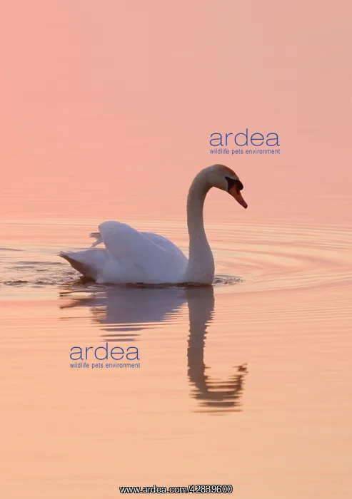 : Mute Swan - on calm water at sunrise : Mute Swan - on calm water at sunrise