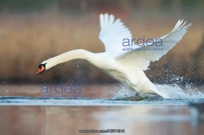 : Mute Swan charging across water surface : Mute Swan charging across water surface
