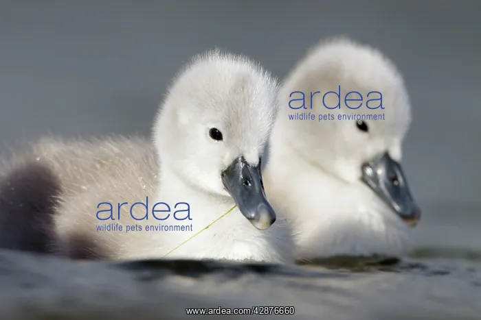  : Mute Swan - two chicks a few days old