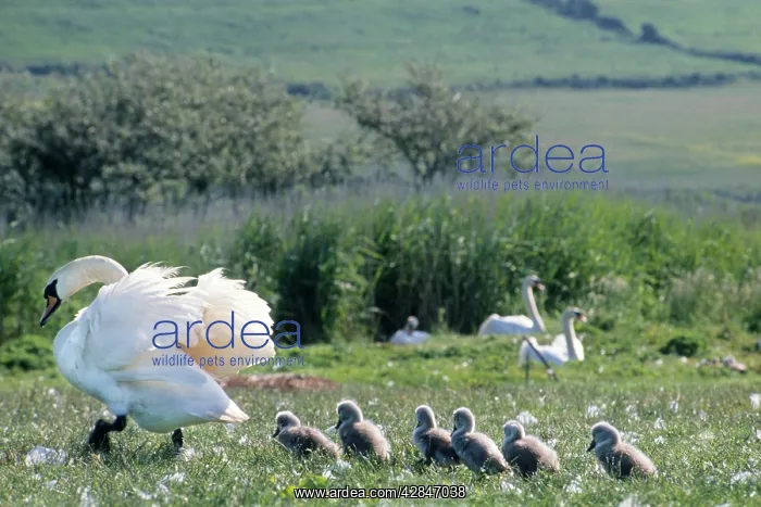 : Mute Swan - with chicks in field : Mute Swan - with chicks in field