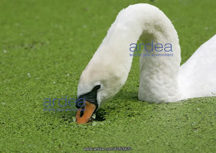 : Mute swan - close-up feeding in duckweed : Mute swan - close-up feeding in duckweed