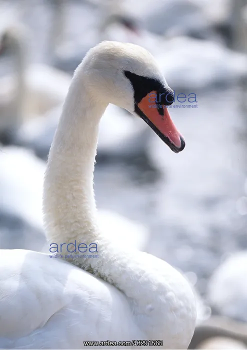 : MUTE SWAN - Close-up of head & neck : MUTE SWAN - Close-up of head & neck