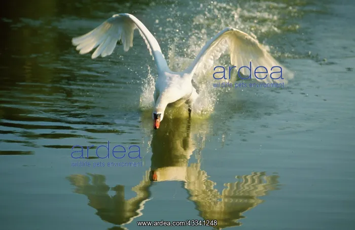 : Mute SWAN - coming into land on water : Mute SWAN - coming into land on water