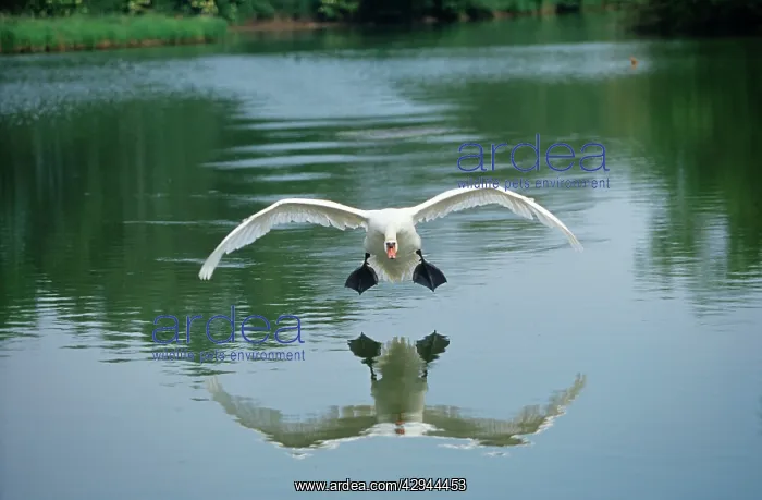 : Mute SWAN - coming into land on water, head on : Mute SWAN - coming into land on water, head on