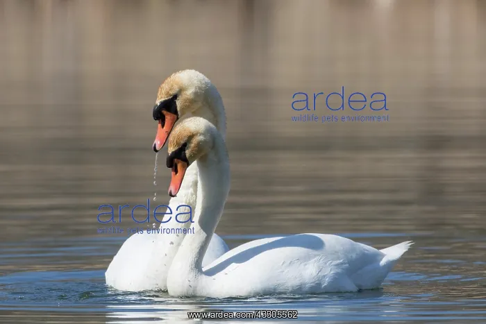 : Mute Swan - couple displaying - Germany : Mute Swan - couple displaying - Germany