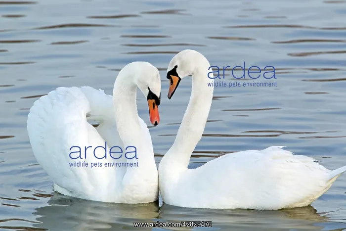 : Mute Swan - Courtship display : Mute Swan - Courtship display
