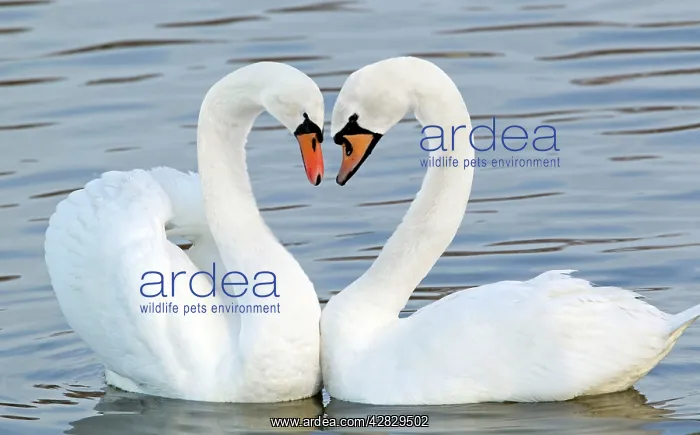 : Mute Swan - Courtship display : Mute Swan - Courtship display