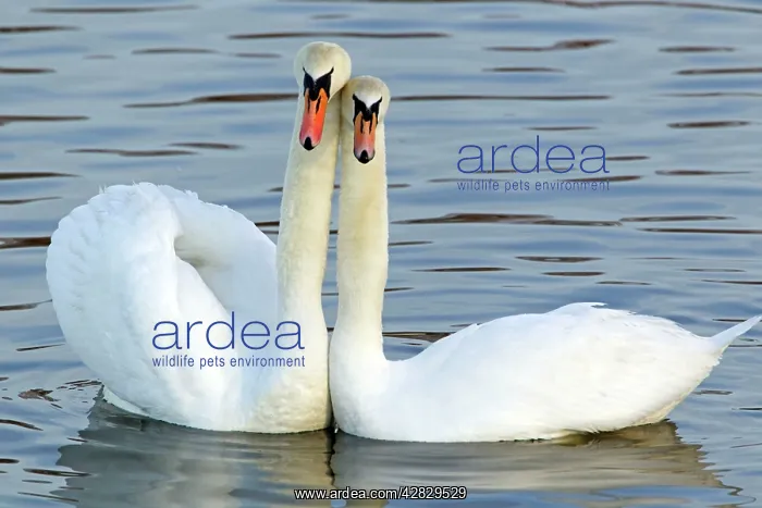 : Mute Swan - Courtship display : Mute Swan - Courtship display