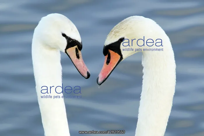 : Mute Swan - Courtship display : Mute Swan - Courtship display