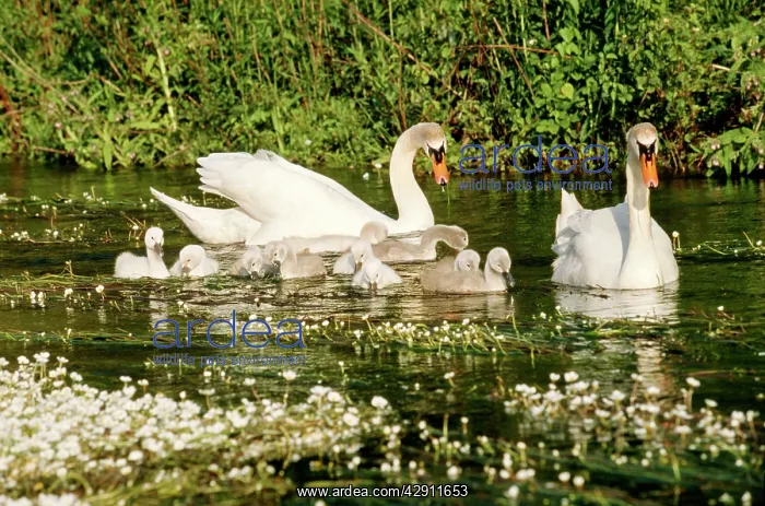 : MUTE SWAN - with Crowfoot : MUTE SWAN - with Crowfoot