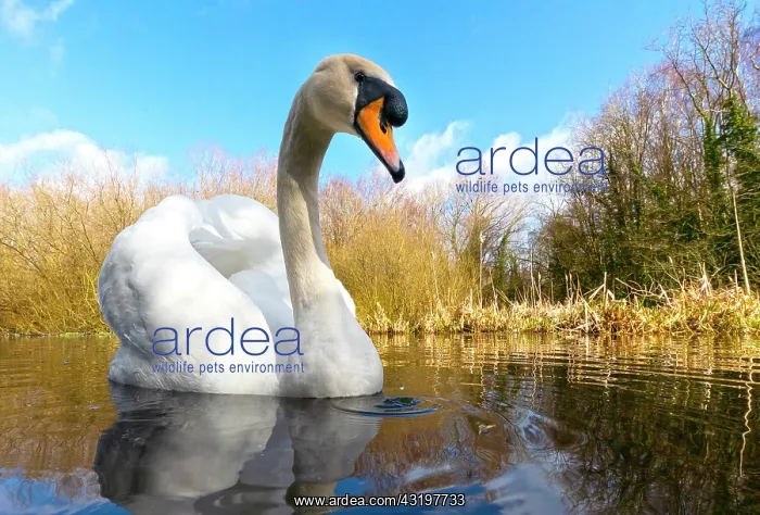 : Mute swan (Cugnus olor) swiming in a river, England : Mute swan (Cugnus olor) swiming in a river, England