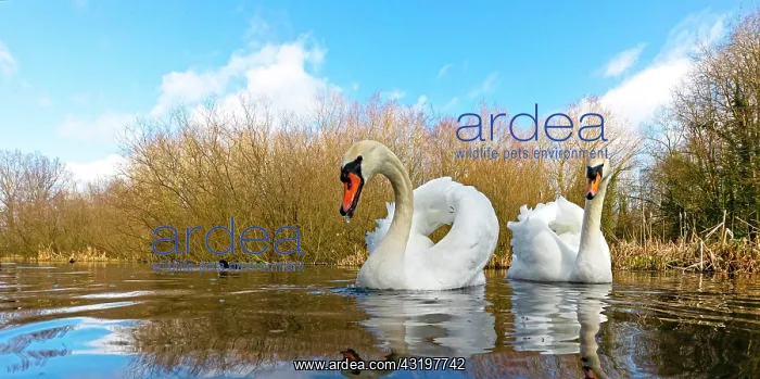 : Mute swan (Cugnus olor) swiming in a river, England : Mute swan (Cugnus olor) swiming in a river, England