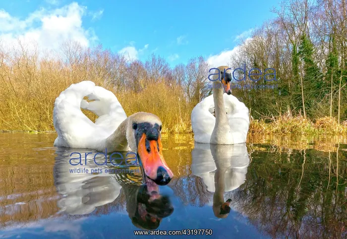 : Mute swan (Cugnus olor) swiming in a river, England : Mute swan (Cugnus olor) swiming in a river, England